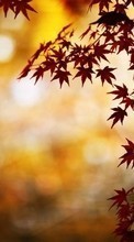 Scaricare immagine Leaves,Autumn,Plants sul telefono gratis.