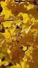 Scaricare immagine Leaves,Autumn,Plants sul telefono gratis.