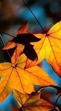 Scaricare immagine 320x240 Plants, Autumn, Leaves sul telefono gratis.