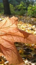 Scaricare immagine 240x320 Plants, Autumn, Leaves sul telefono gratis.
