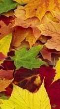 Scaricare immagine 128x160 Plants, Autumn, Leaves sul telefono gratis.