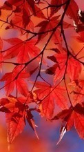 Scaricare immagine 1280x800 Plants, Autumn, Leaves sul telefono gratis.