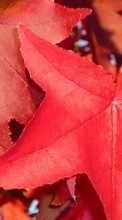 Scaricare immagine 480x800 Plants, Autumn, Leaves sul telefono gratis.