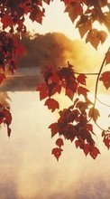 Scaricare immagine Plants, Water, Sunset, Autumn, Leaves, Sun sul telefono gratis.