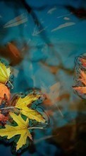 Scaricare immagine Leaves, Autumn, Plants, Water sul telefono gratis.