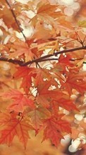 Scaricare immagine Leaves,Autumn,Pictures sul telefono gratis.