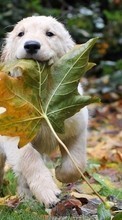 Scaricare immagine Leaves, Autumn, Dogs, Animals sul telefono gratis.