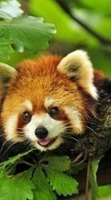 Scaricare immagine Leaves, Pandas, Animals sul telefono gratis.