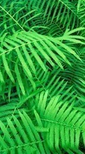Scaricare immagine Leaves,Ferns,Plants sul telefono gratis.