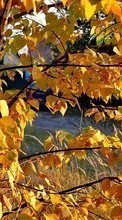 Scaricare immagine Leaves,Landscape sul telefono gratis.