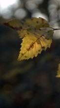 Scaricare immagine Leaves,Landscape,Nature sul telefono gratis.