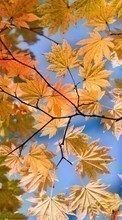 Scaricare immagine Leaves,Landscape,Plants sul telefono gratis.