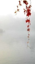Scaricare immagine Leaves, Landscape, Plants, Rivers sul telefono gratis.
