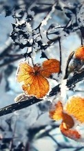 Scaricare immagine Leaves,Landscape,Winter sul telefono gratis.
