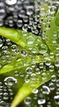 Scaricare immagine Leaves, Bubbles, Plants, Water sul telefono gratis.