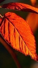 Scaricare immagine 800x480 Plants, Leaves sul telefono gratis.