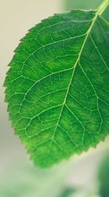 Scaricare immagine Leaves, Plants sul telefono gratis.