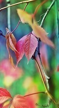 Scaricare immagine Leaves, Plants sul telefono gratis.
