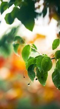 Scaricare immagine Leaves,Plants sul telefono gratis.