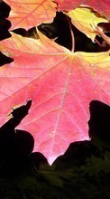 Scaricare immagine Leaves,Plants sul telefono gratis.