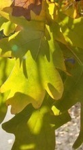 Scaricare immagine Plants, Leaves sul telefono gratis.