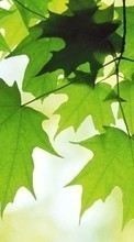 Scaricare immagine 128x160 Plants, Leaves sul telefono gratis.