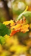 Scaricare immagine Plants, Leaves sul telefono gratis.