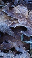 Scaricare immagine 800x480 Plants, Winter, Leaves sul telefono gratis.