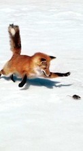 Scaricare immagine 1080x1920 Animals, Mice, Snow, Fox sul telefono gratis.
