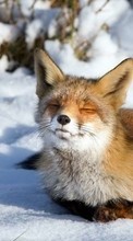 Scaricare immagine Fox, Snow, Animals, Winter sul telefono gratis.