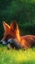 Scaricare immagine Fox, Animals sul telefono gratis.