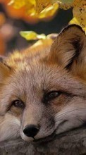 Scaricare immagine Fox, Animals sul telefono gratis.