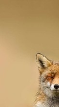 Fox,Animals per Nokia 5.3