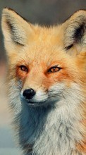 Fox,Animals per HTC Gratia