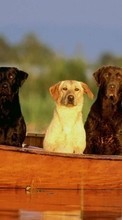 Scaricare immagine Boats,Dogs,Animals sul telefono gratis.