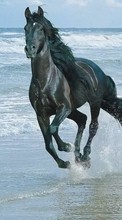 Scaricare immagine Horses, Sea, Water, Animals sul telefono gratis.