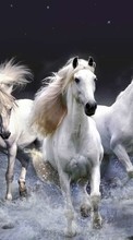 Scaricare immagine Horses, Sea, Waves, Animals sul telefono gratis.