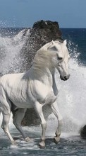 Scaricare immagine 240x320 Animals, Horses, Sea sul telefono gratis.