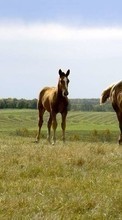 Scaricare immagine 240x400 Animals, Grass, Sky, Horses sul telefono gratis.