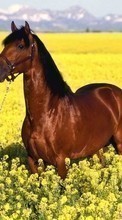Scaricare immagine Horses,Landscape,Fields,Animals sul telefono gratis.