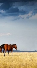 Scaricare immagine Horses,Landscape,Animals sul telefono gratis.