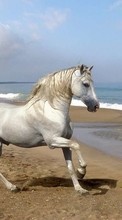 Scaricare immagine Animals, Horses, Beach sul telefono gratis.