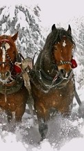 Scaricare immagine Horses, Snow, Animals, Winter sul telefono gratis.