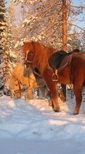Scaricare immagine Horses,Snow,Animals,Winter sul telefono gratis.