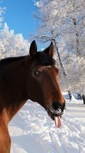 Scaricare immagine Horses, Funny, Animals sul telefono gratis.