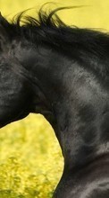 Scaricare immagine 800x480 Animals, Horses sul telefono gratis.
