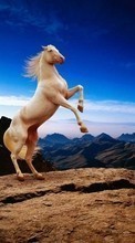 Animals, Horses per HTC Sensation XE