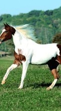 Scaricare immagine 240x320 Animals, Horses sul telefono gratis.