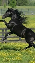 Scaricare immagine 1080x1920 Animals, Horses sul telefono gratis.