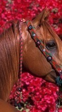 Scaricare immagine 1080x1920 Animals, Horses sul telefono gratis.
